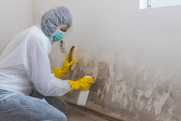 Trusted Stony Brook University, NY Mold Removal Experts
